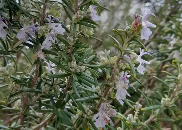 Apartman Midsomer Porec