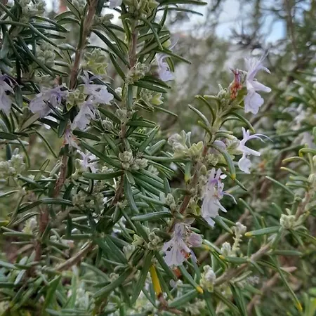 דירה Midsomer פורץ