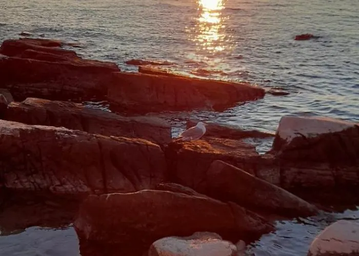 Midsomer Daire Poreč